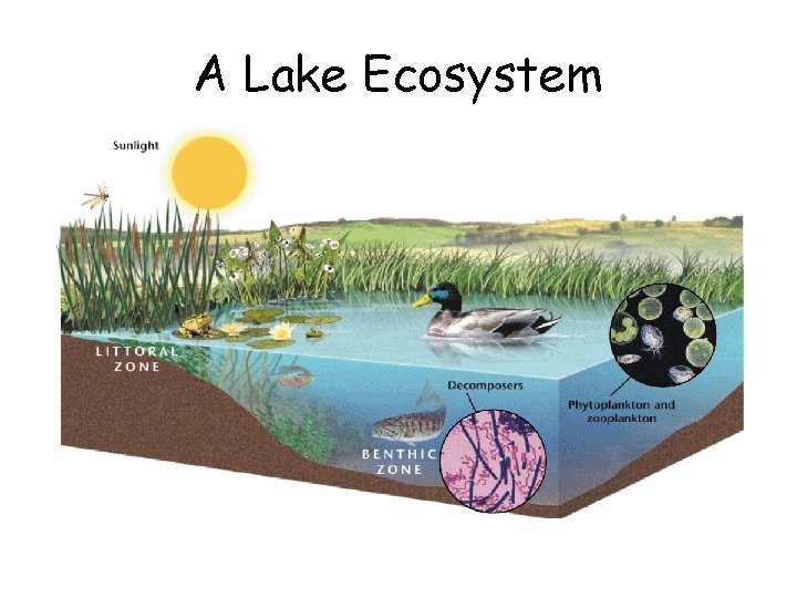 A Lake Ecosystem 