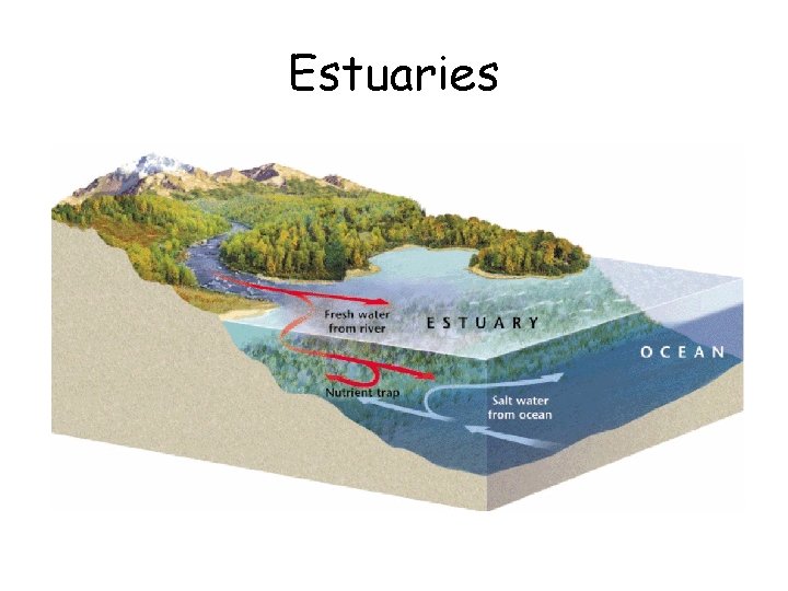 Estuaries 