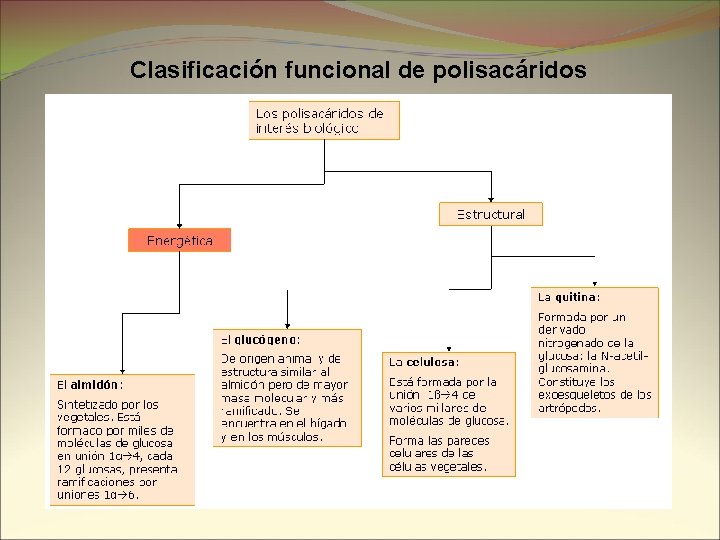 Clasificación funcional de polisacáridos 