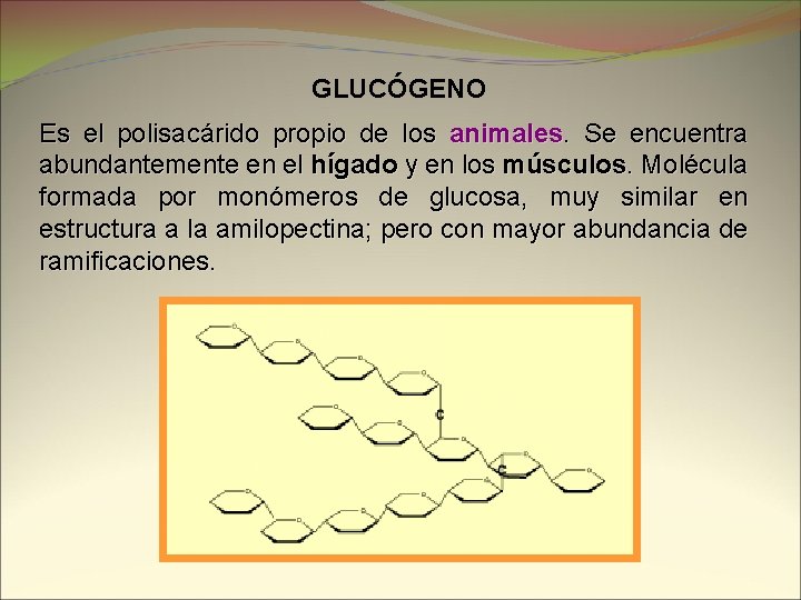 GLUCÓGENO Es el polisacárido propio de los animales. Se encuentra abundantemente en el hígado