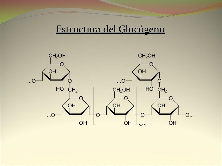 Estructura del Glucógeno 