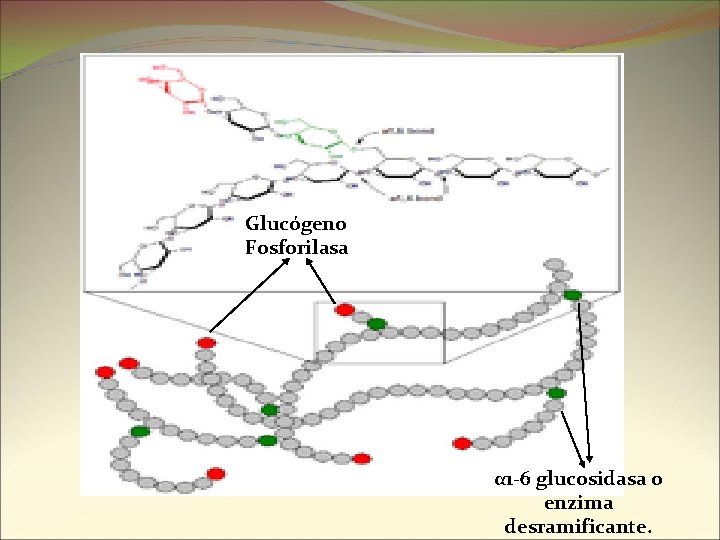 Glucógeno Fosforilasa α 1 -6 glucosidasa o enzima desramificante. 