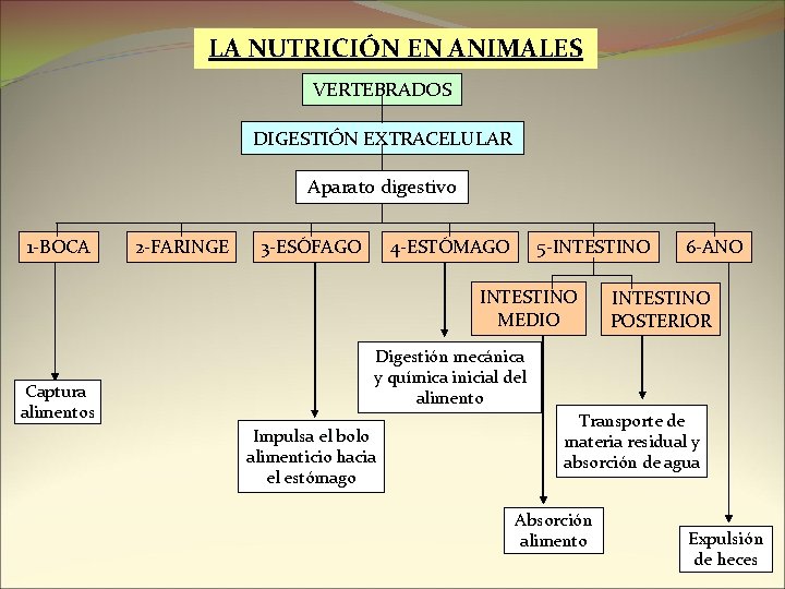 LA NUTRICIÓN EN ANIMALES VERTEBRADOS DIGESTIÓN EXTRACELULAR Aparato digestivo 1 -BOCA 2 -FARINGE 3