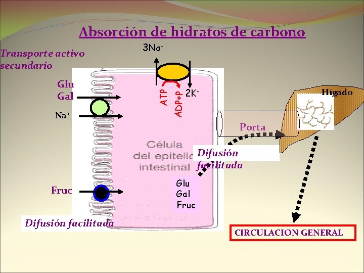 Absorción de hidratos de carbono Na+ 2 K + Hígado ADP+P Glu Gal ATP