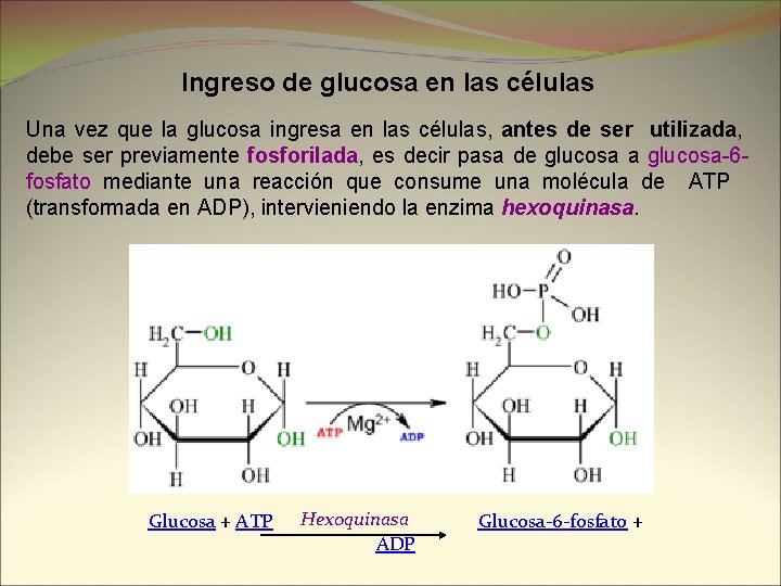 Ingreso de glucosa en las células Una vez que la glucosa ingresa en las