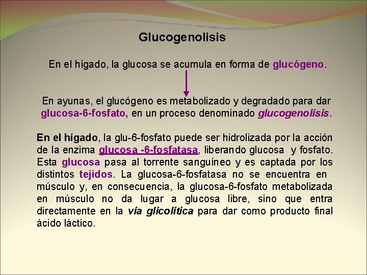 Glucogenolisis En el hígado, la glucosa se acumula en forma de glucógeno. En ayunas,
