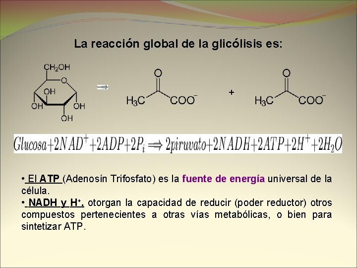 La reacción global de la glicólisis es: + • El ATP (Adenosín Trifosfato) es