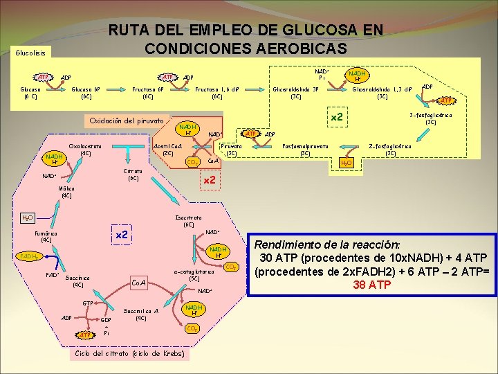 RUTA DEL EMPLEO DE GLUCOSA EN CONDICIONES AEROBICAS Glucolisis ATP ADP Glucosa (6 C)