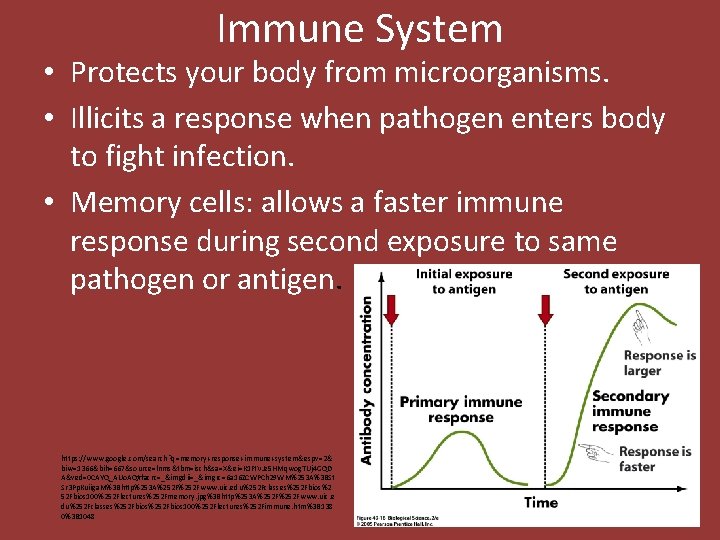 Immune System • Protects your body from microorganisms. • Illicits a response when pathogen