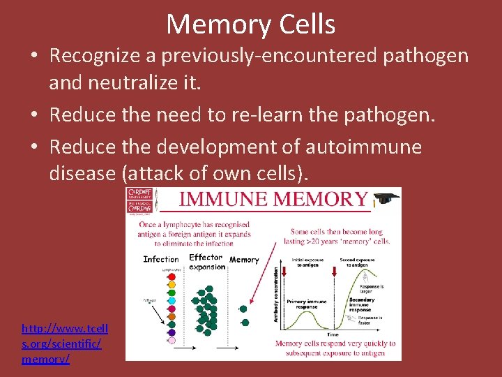 Memory Cells • Recognize a previously-encountered pathogen and neutralize it. • Reduce the need