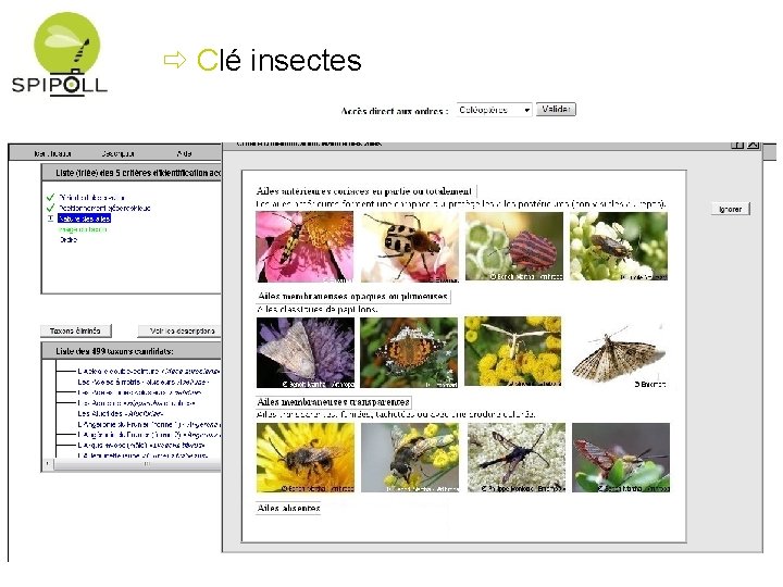  Clé insectes 