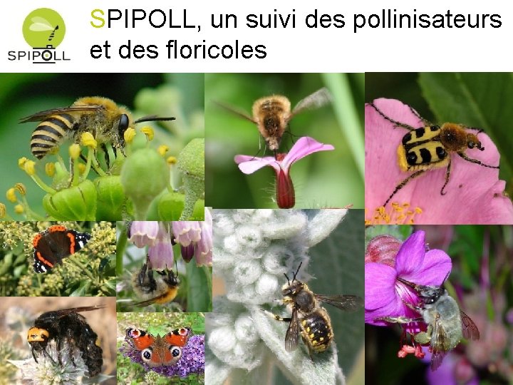 SPIPOLL, un suivi des pollinisateurs et des floricoles 