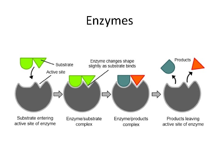 Enzymes 