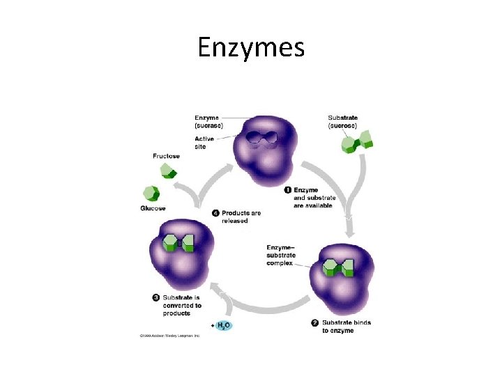 Enzymes 