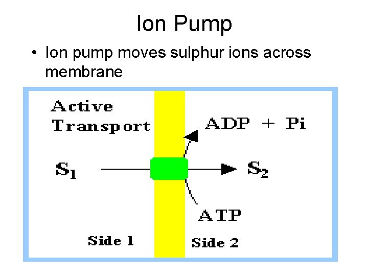 Ion Pump • Ion pump moves sulphur ions across membrane 