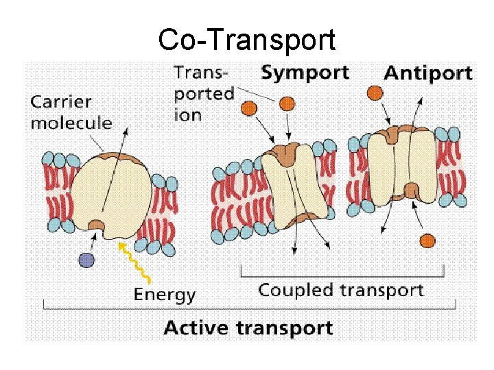Co-Transport 
