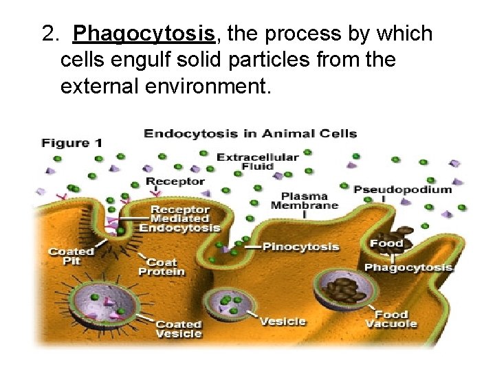 2. Phagocytosis, the process by which cells engulf solid particles from the external environment.