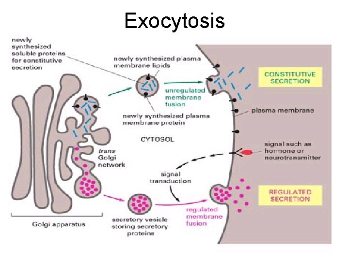 Exocytosis 