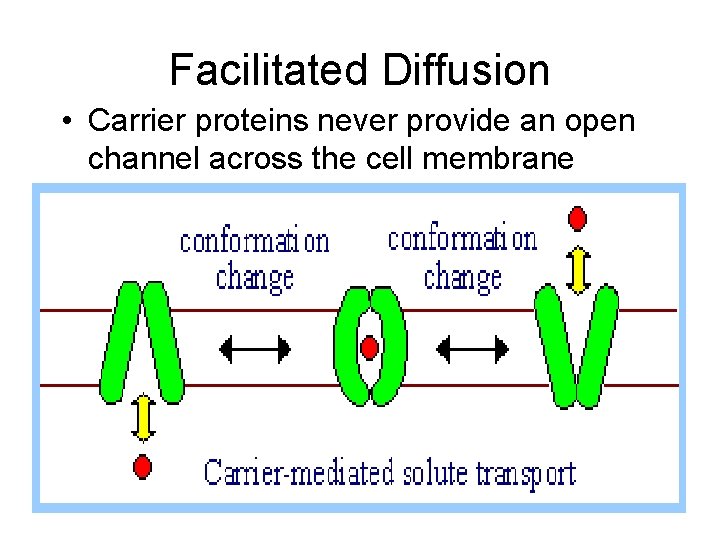 Facilitated Diffusion • Carrier proteins never provide an open channel across the cell membrane