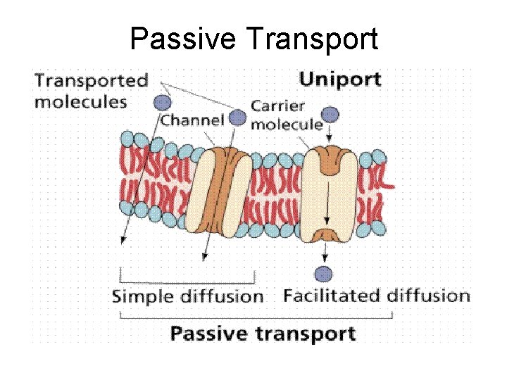 Passive Transport 