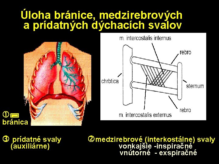 Úloha bránice, medzirebrových a prídatných dýchacích svalov bránica prídatné svaly (auxiliárne) medzirebrové (interkostálne) svaly