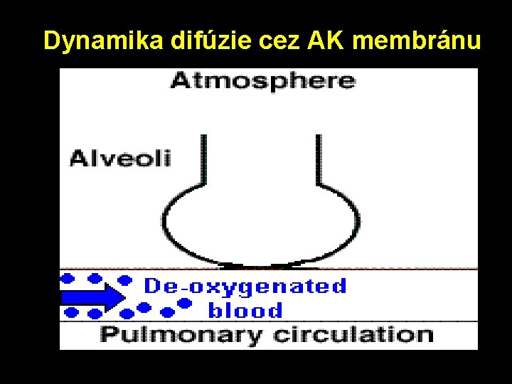 Dynamika difúzie cez AK membránu 