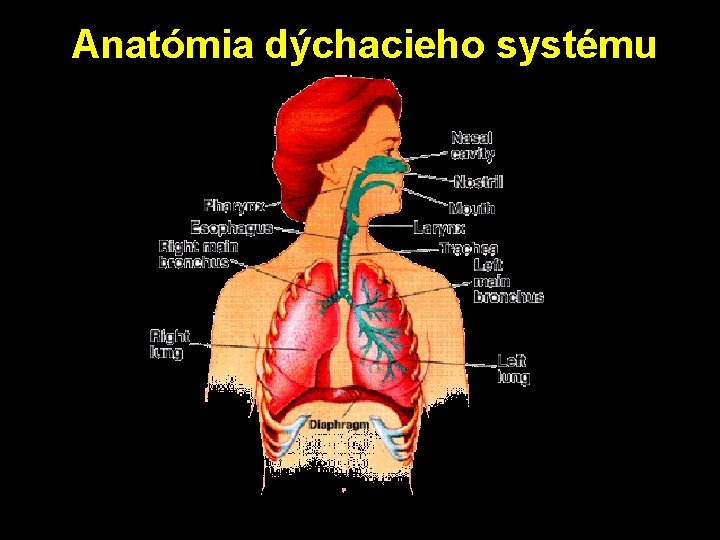 Anatómia dýchacieho systému 