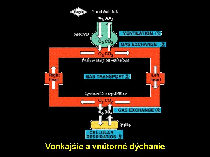 Vonkajšie a vnútorné dýchanie 