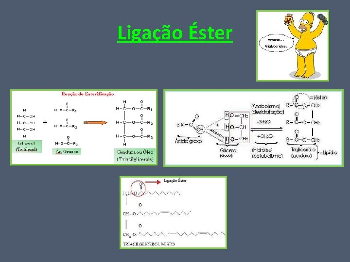 Ligação Éster 