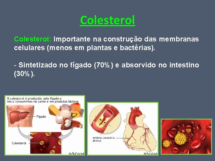 Colesterol: Importante na construção das membranas celulares (menos em plantas e bactérias). - Sintetizado