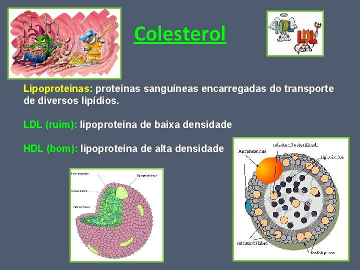 Colesterol Lipoproteínas: proteínas sanguíneas encarregadas do transporte de diversos lipídios. LDL (ruim): lipoproteína de