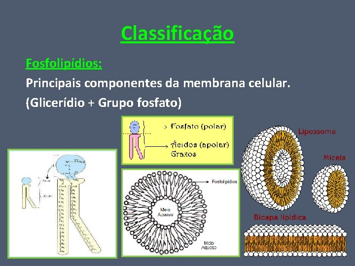 Classificação Fosfolipídios: Principais componentes da membrana celular. (Glicerídio + Grupo fosfato) 