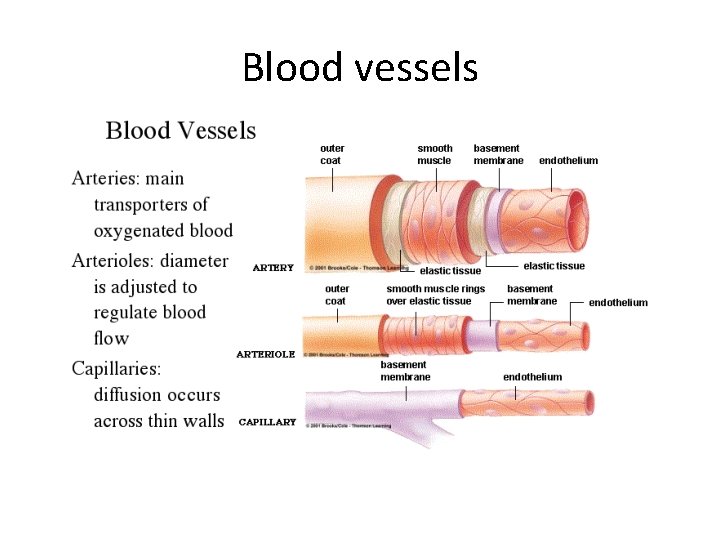 Blood vessels 