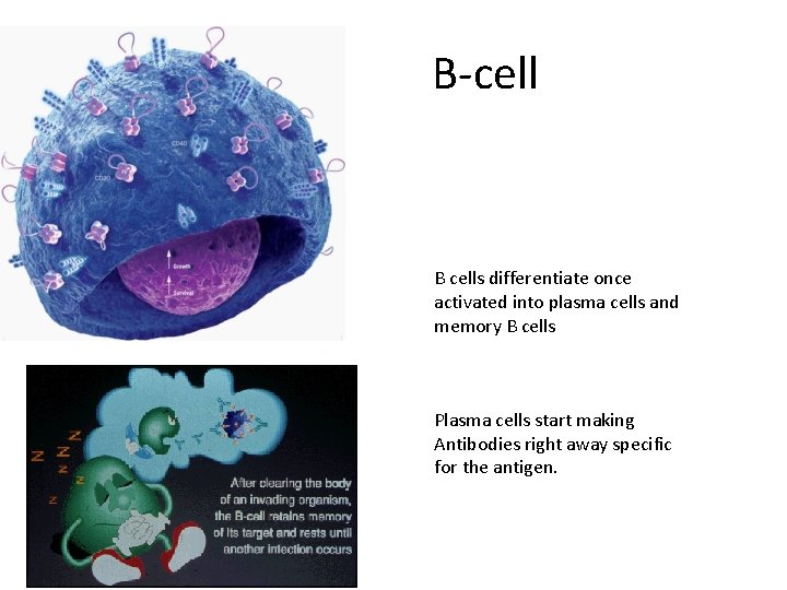 B-cell B cells differentiate once activated into plasma cells and memory B cells Plasma