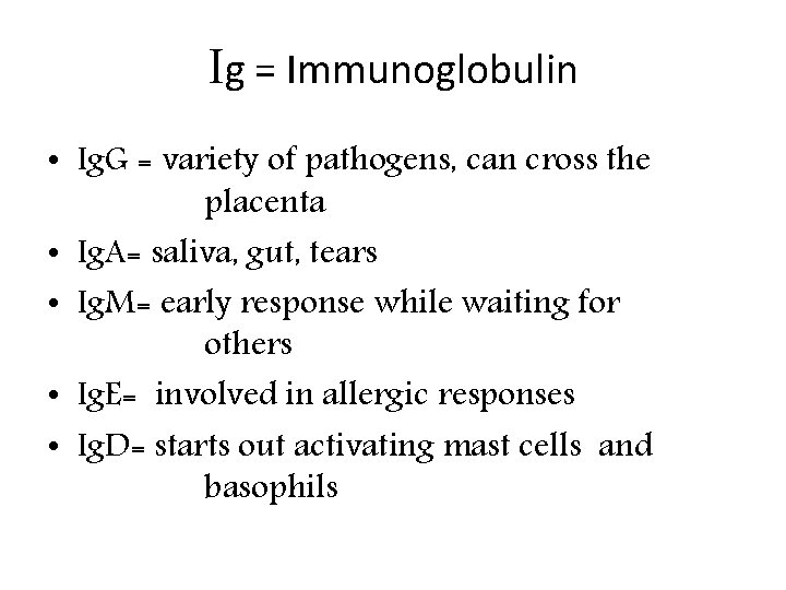 Ig = Immunoglobulin • Ig. G = variety of pathogens, can cross the placenta