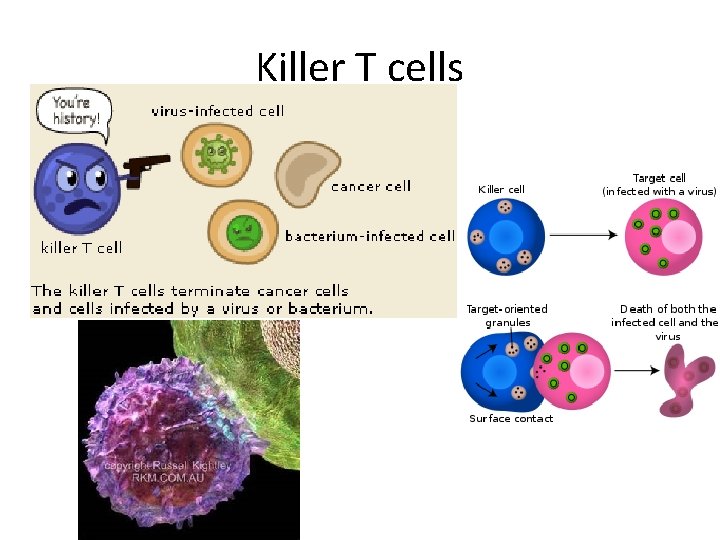 Killer T cells 