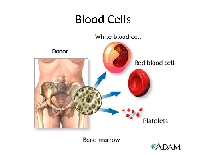 Blood Cells 