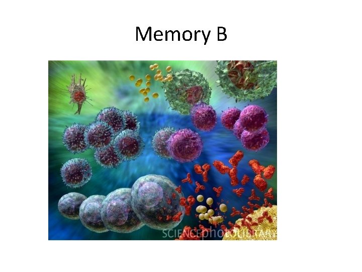 Memory B 