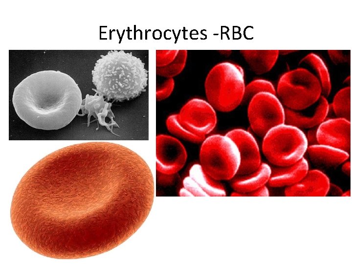 Erythrocytes -RBC 