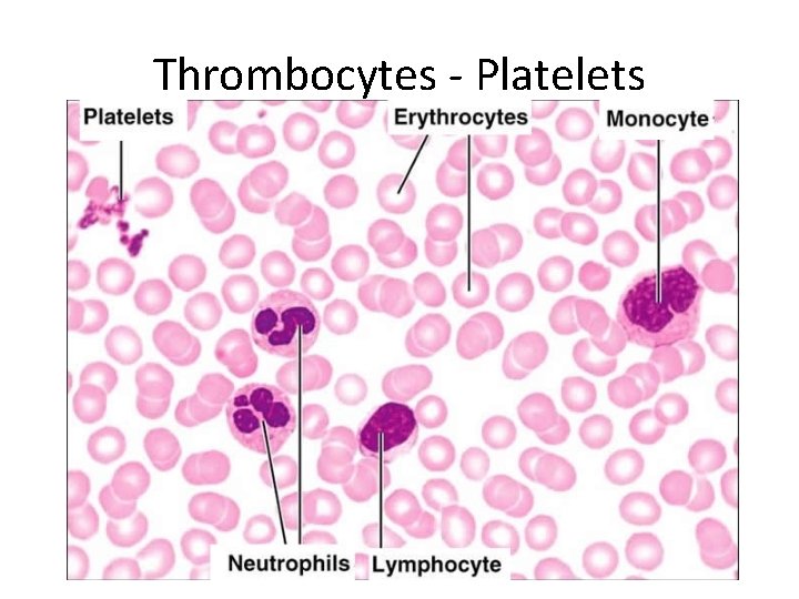 Thrombocytes - Platelets 