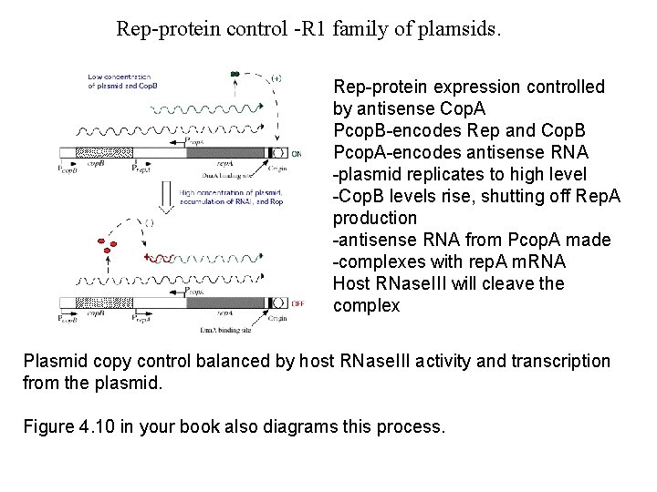 Rep-protein control -R 1 family of plamsids. Rep-protein expression controlled by antisense Cop. A