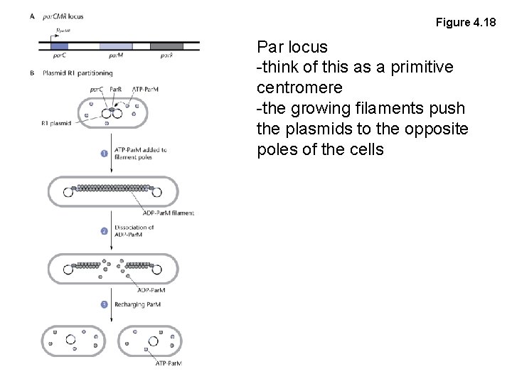 Figure 4. 18 Par locus -think of this as a primitive centromere -the growing