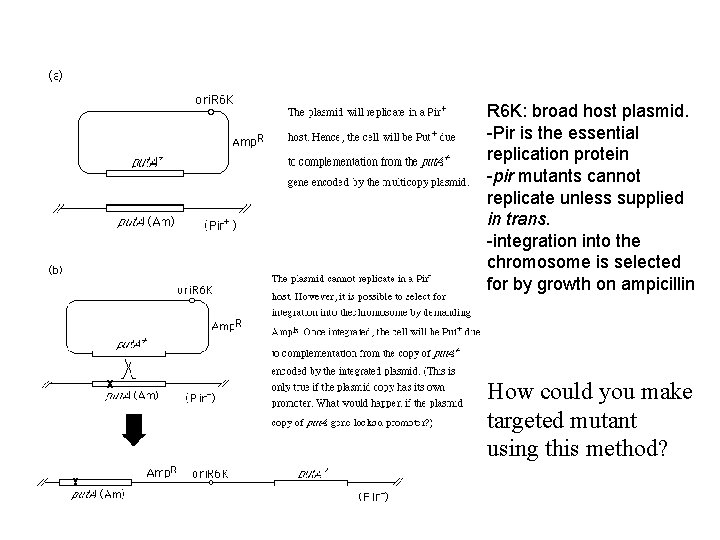 R 6 K: broad host plasmid. -Pir is the essential replication protein -pir mutants