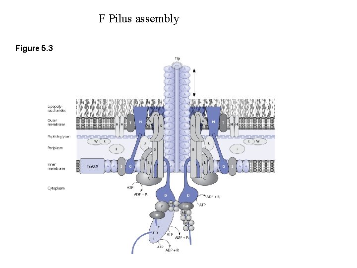 F Pilus assembly Figure 5. 3 