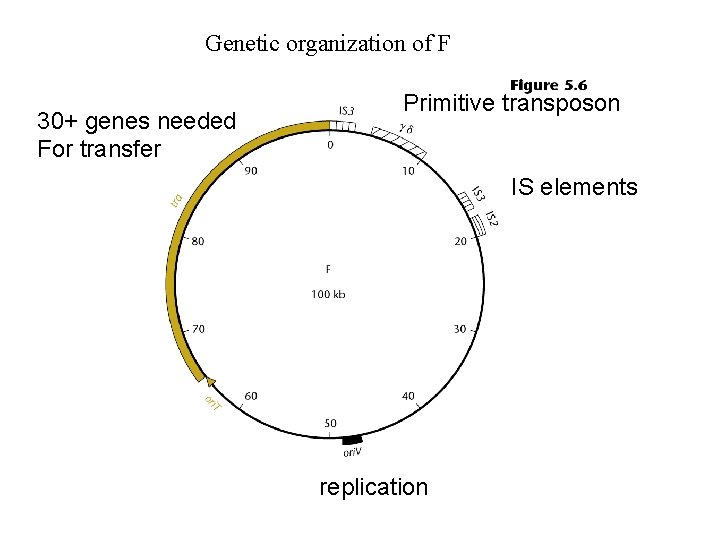 Genetic organization of F 30+ genes needed For transfer Primitive transposon IS elements replication