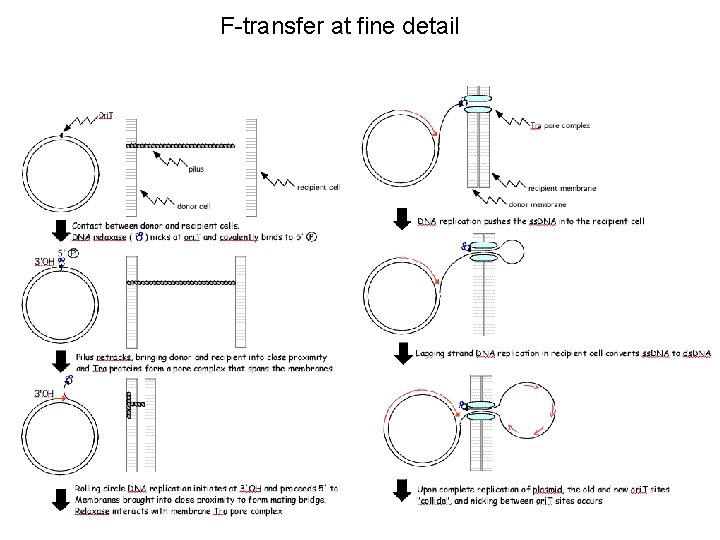 F-transfer at fine detail 