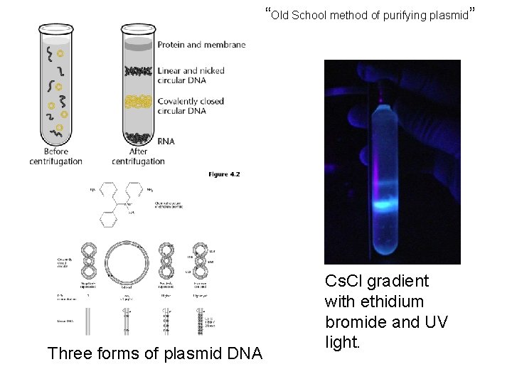 “Old School method of purifying plasmid” Three forms of plasmid DNA Cs. Cl gradient