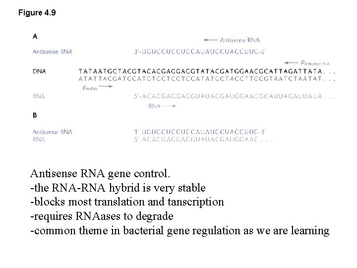 Figure 4. 9 Antisense RNA gene control. -the RNA-RNA hybrid is very stable -blocks