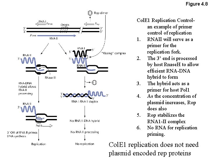 Figure 4. 8 Col. E 1 Replication Controlan example of primer control of replication