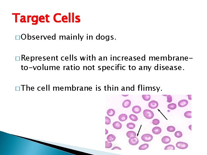 Target Cells � Observed mainly in dogs. � Represent cells with an increased membraneto-volume